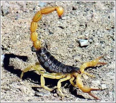 Quel est cet animal ?