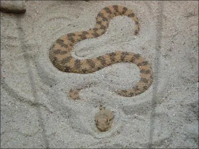 Quel est cet animal ?