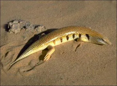 Quel est cet animal ?