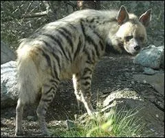 Quel est cet animal ?