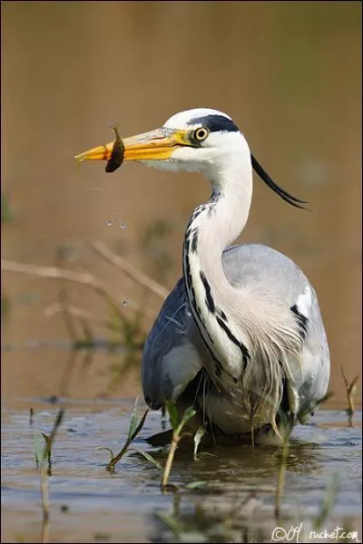 Quel est cet animal ?
