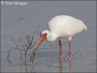 Quel est cet animal ?