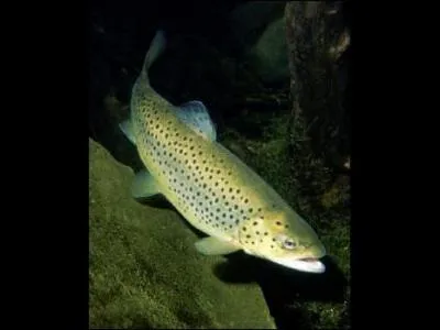 Quel est cet animal ?