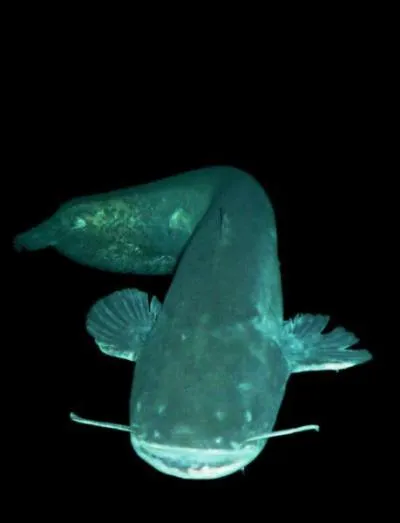 Quel est cet animal ?