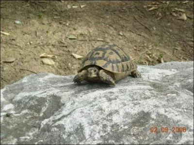 Quel est cet animal ?