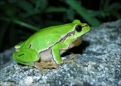 Quel est cet animal ?