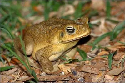 Quel est cet animal ?