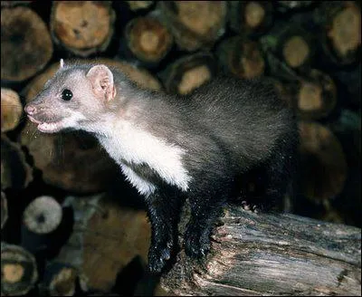 Quel est cet animal ?