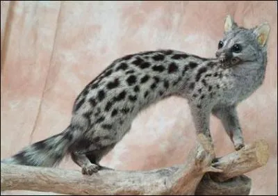 Quel est cet animal ?