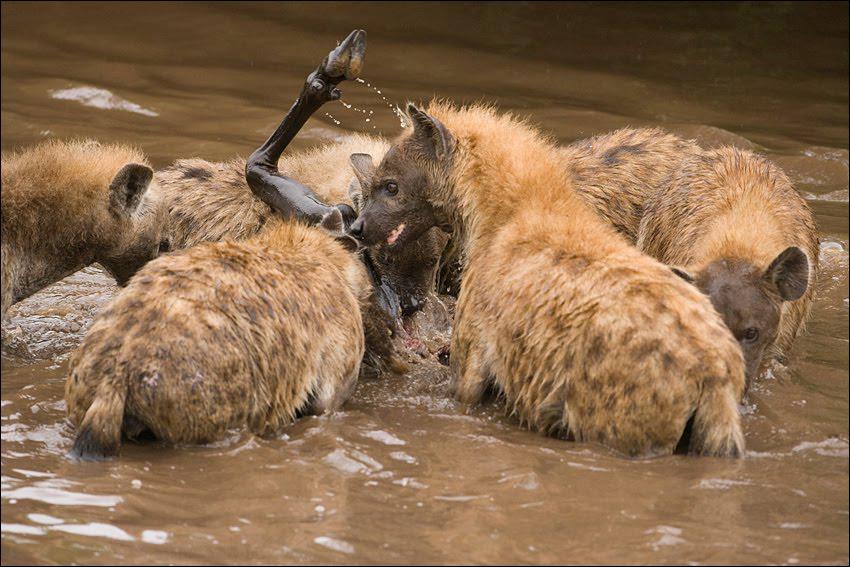 quels sont les animaux charognards