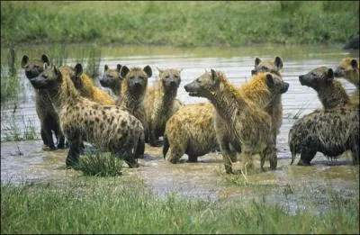 Quelle est l'organisation sociale chez la hyne tachete ?