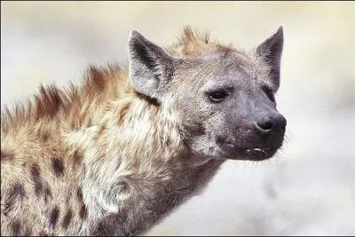 Quelle lgende a circul sur la hyne tachete ?