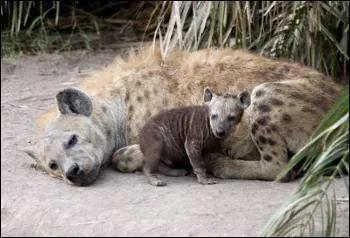 La hyne peut allaiter ses petits jusqu' 18 mois pendant 5 heures par jour : pourquoi ?