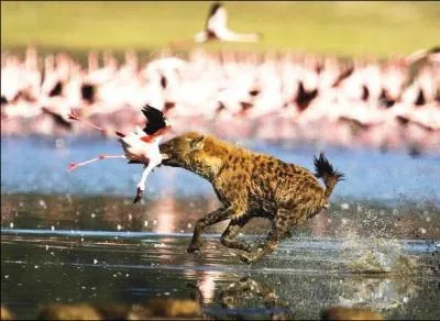 Pourquoi la hyne est-elle redoutable  la chasse ?