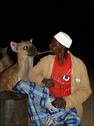 Dans quelle ville d'Afrique les hynes sauvages sont-elles nourries par les hommes ?