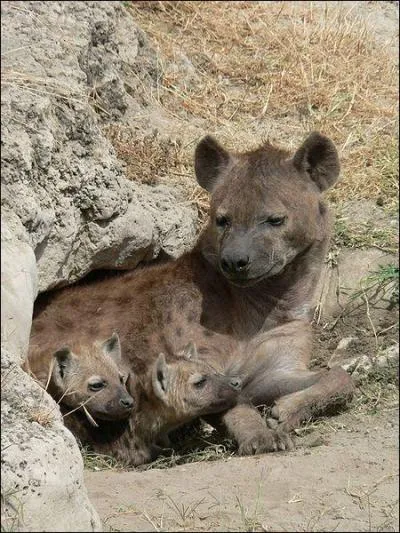 O vivent les petits de la hyne les premires semaines ?