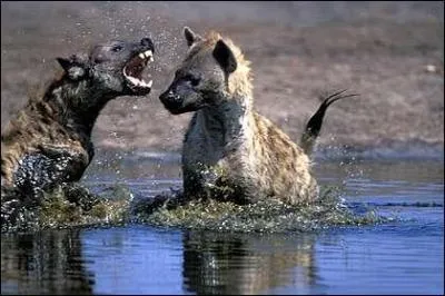 Comment devient-on hyne dominante ?