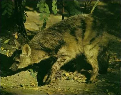 Quelle est cette hyne ?