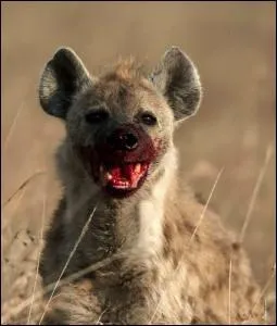 Pourquoi la hyne a-t-elle une odeur nausabonde ?