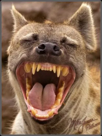 A quelle occasion la hyne 'rit'-elle ?