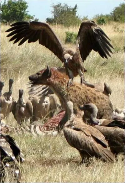 Quelle est l'alimentation de la hyne tachete ?