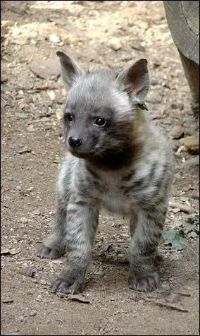 Combien de temps vit une hyne en libert ?