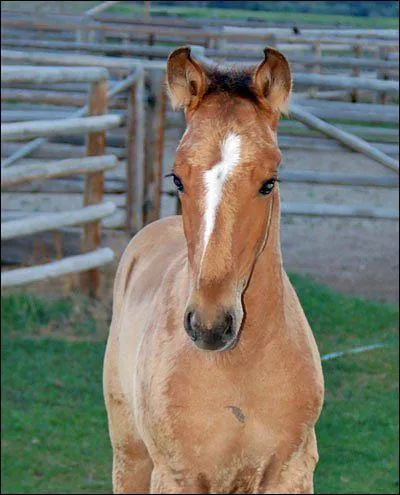 Comment s'appelle cette particularit de la tte ( le ct est celui que vous voyez  l'cran ) ? ( 1 rponse )