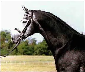 Comment s'appelle cette particularit de la tte ? (1 rponse)