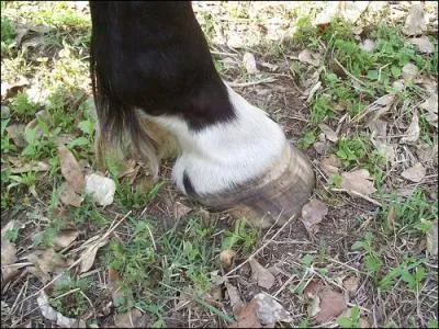 Comment s'appelle cette particularit ? (1 rponse)