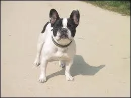 Quel est cet animal ?