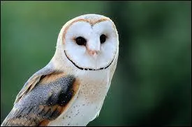 Quel est cet animal ?