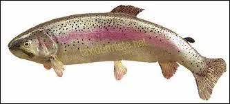 Quel est cet animal ?