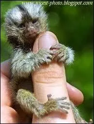 Quel est cet animal ?