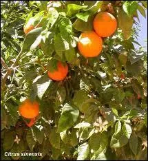 Quel est cet arbre ?