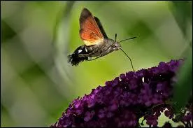 Quel est cet animal ?
