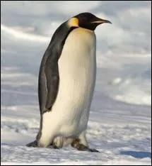 Quel est cet animal ?