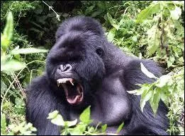 Quel est cet animal ?