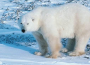 Quiz Les animaux polaires