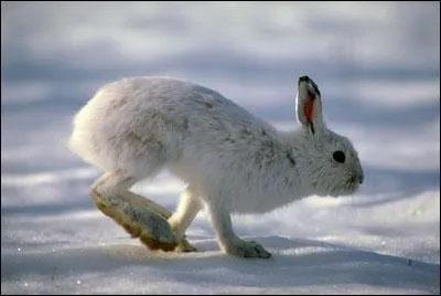 Quel est cet animal ?