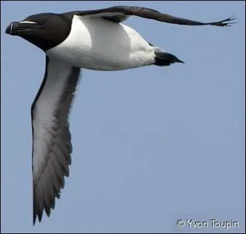 Quel est cet animal ?