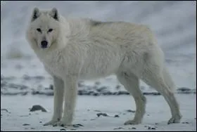 Quel est cet animal ?