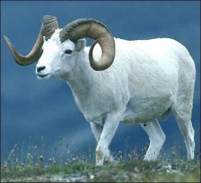 Quel est cet animal ?