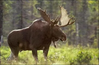 Quel est cet animal ?
