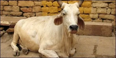 Dans quel pays du monde la vache est-elle un animal sacrée ?