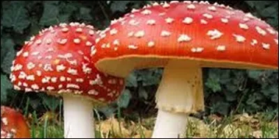 Comment appelle-t-on un champignon qu'il ne faut pas manger ?
