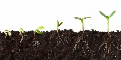 Quel élément est indispensable pour qu'une graine germe ?