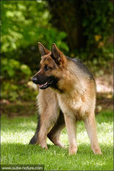 Quelle est cette race ?