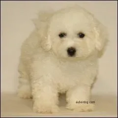 Quelle est cette race ?