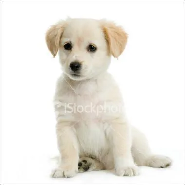 Quelle est cette race ?