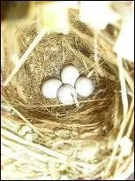 La priode d'incubation dure environ... ?